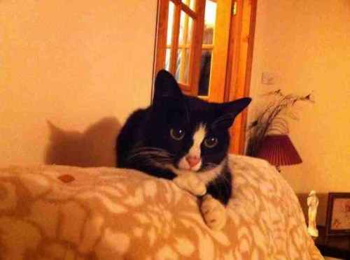 Mrs_duffle_simones_cat