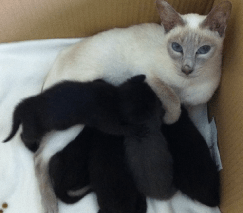 Screen_shot_2011-10-21_at_20