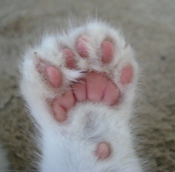 Hemingway_cat_polydactylcatfeet5toesunderside1