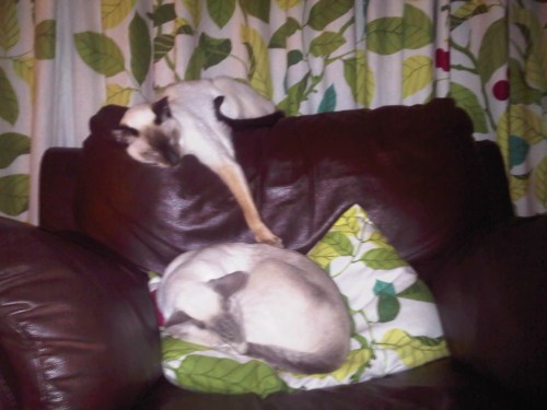 Img02963-20111111-2112