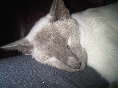 Img03036-20111130-2055