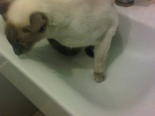 Willow_in_the_sink