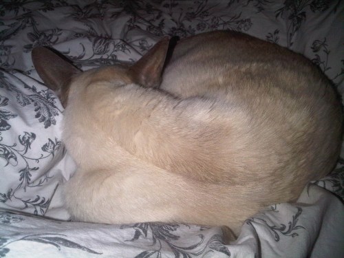 Img03051-20111204-0018